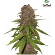 C4 Auto - FastBuds